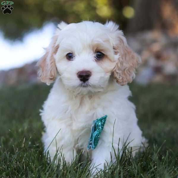 Ronnie, Cockapoo Puppy